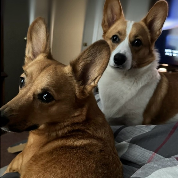 Meet your Posher, Danielle - Picture 2 of 2